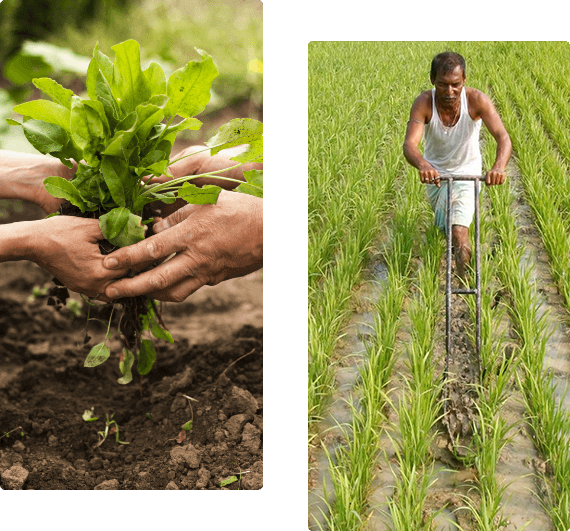 Organic Food Products